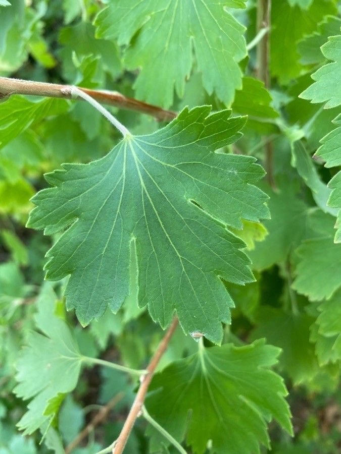Ribes aureum leaf