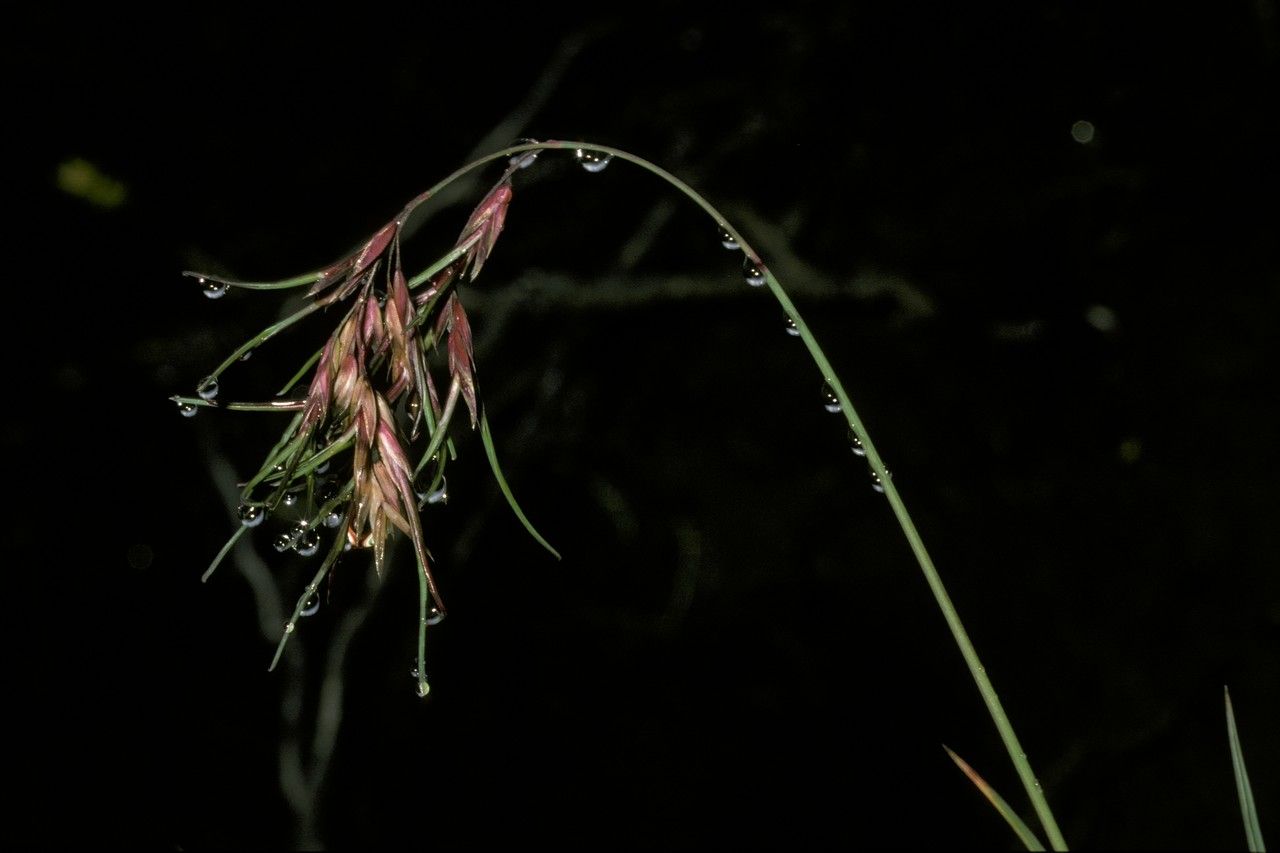 Poa alopecurus flower