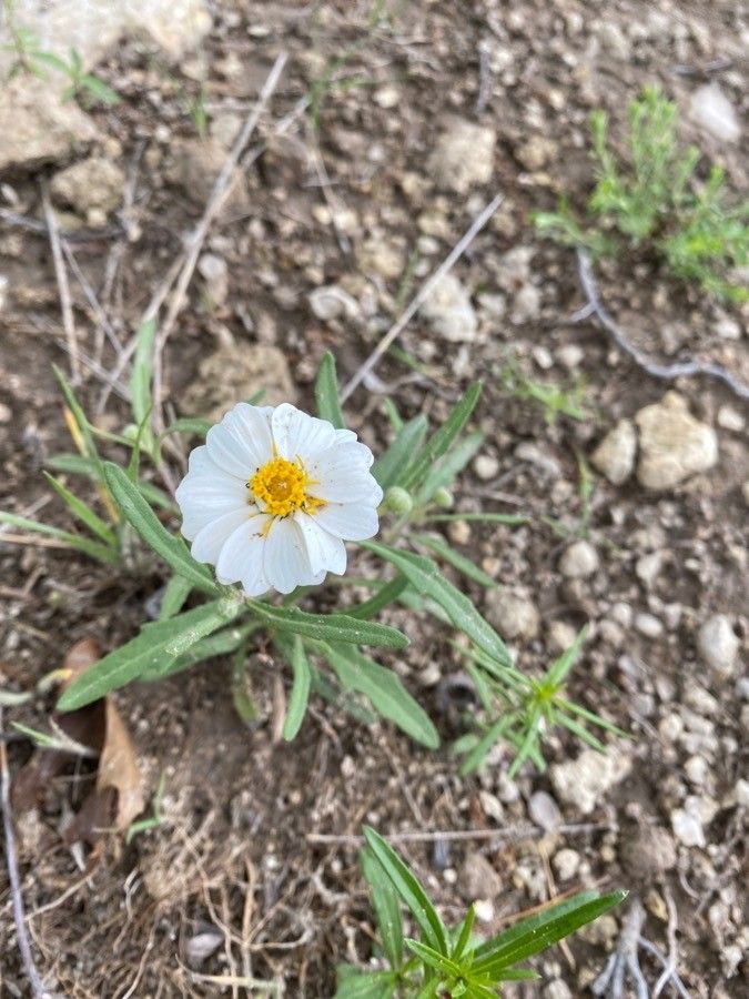 Melampodium leucanthum flower