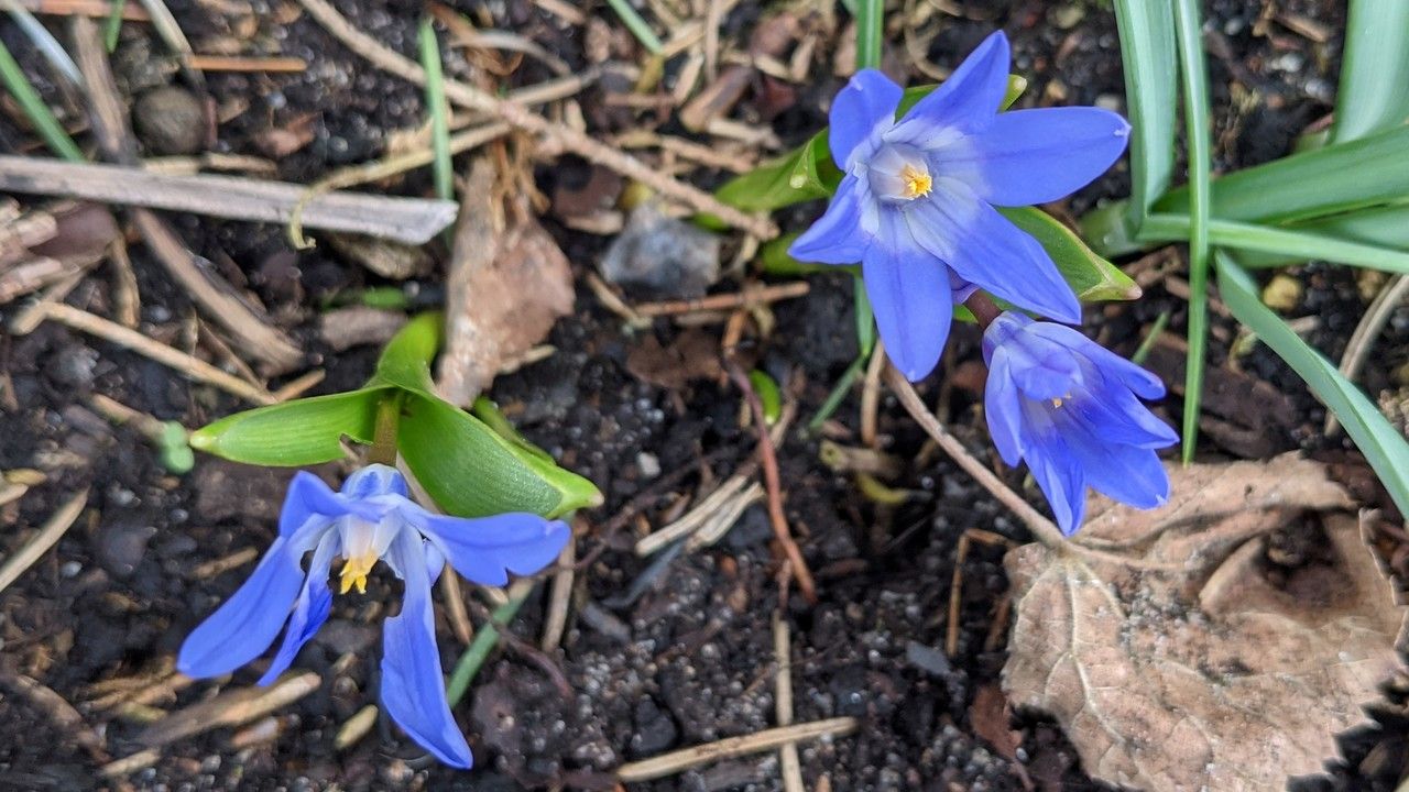 Chionodoxa luciliae flower