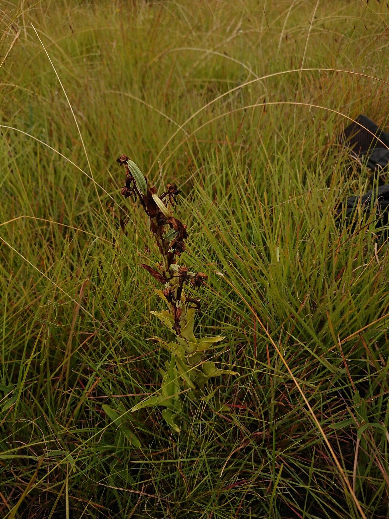 Habenaria epipactidea habit