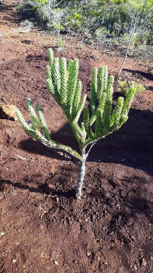 Araucaria rulei habit