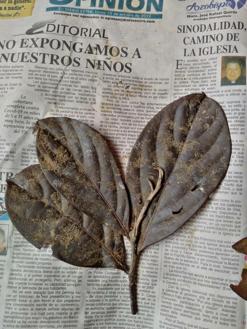 Ocotea insularis leaf