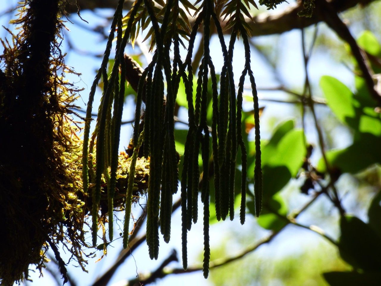 Huperzia ophioglossoides habit