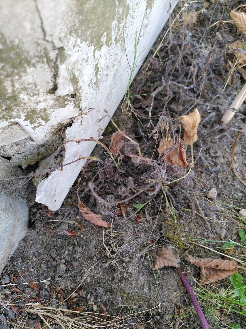 Sedum amplexicaule bark