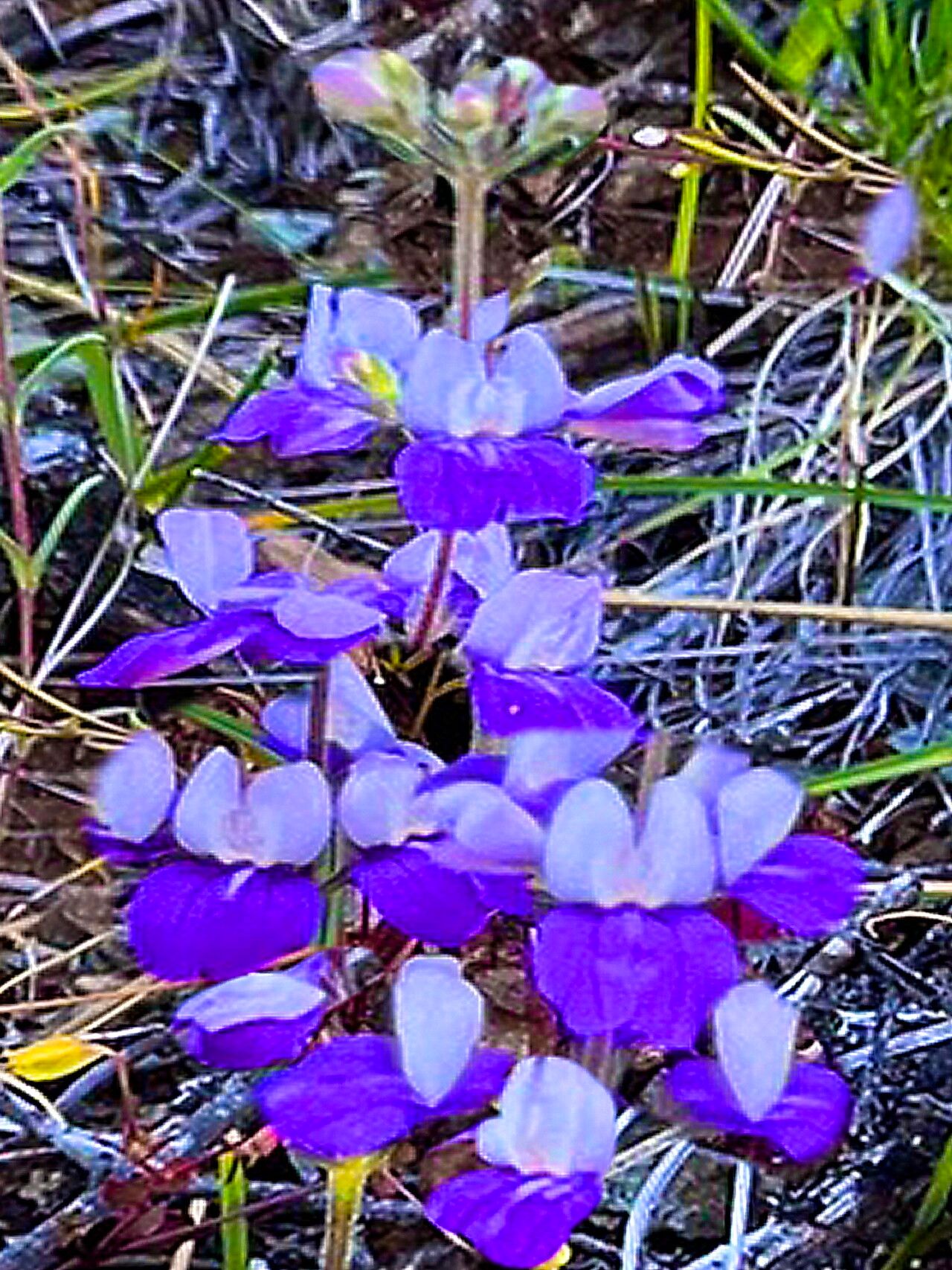 Collinsia linearis — houseplant care guide