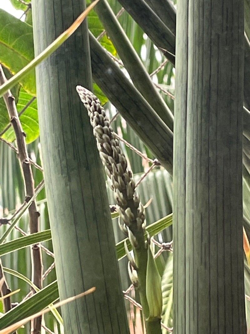 Sansevieria spp. flower