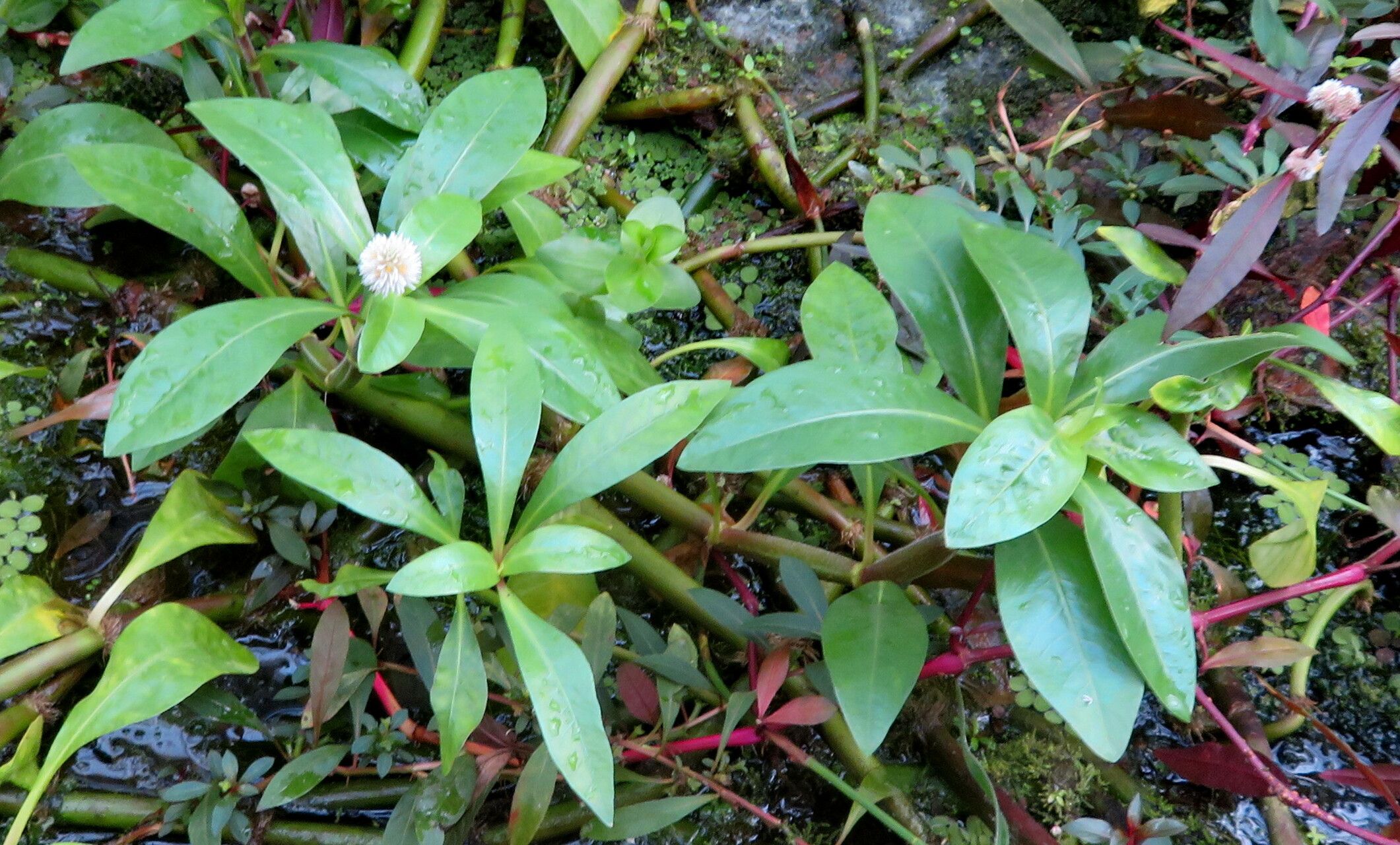 Alternanthera aquatica habit