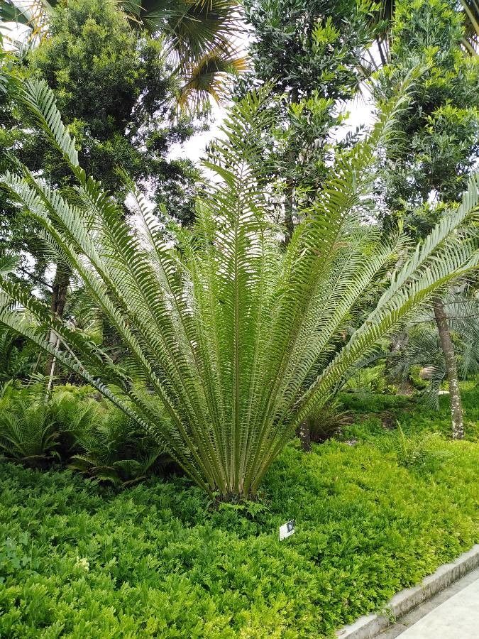 Encephalartos whitelockii habit