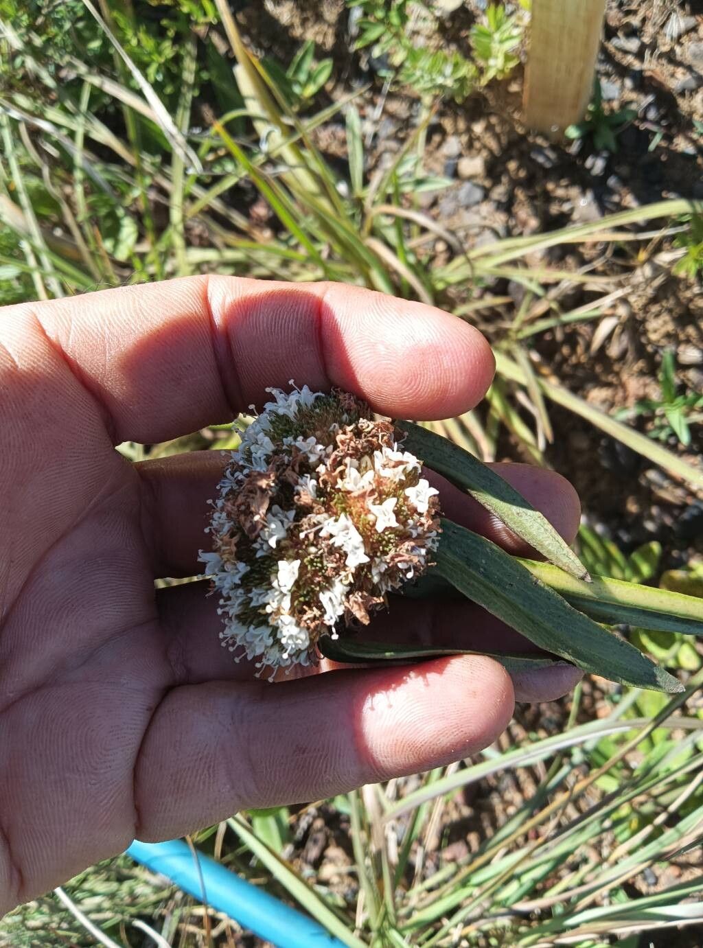 Spermacoce pohliana — search result for 'Spermacoce'