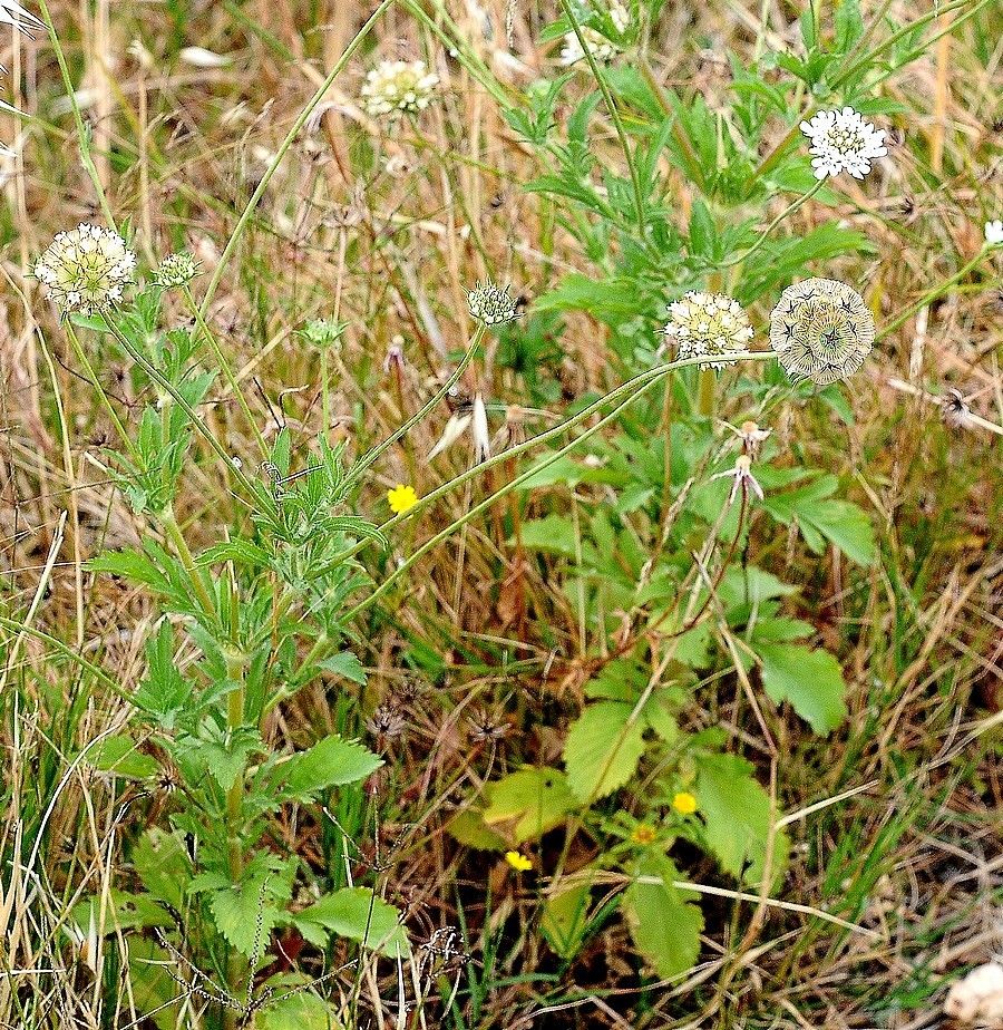 Scabiosa stellata