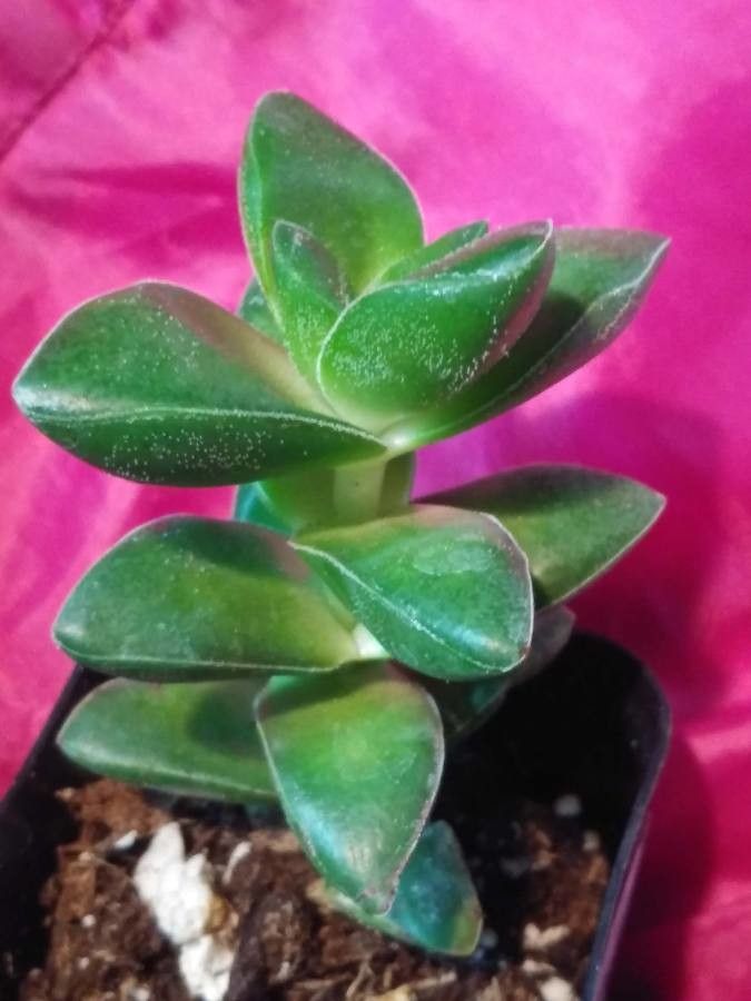 Crassula lactea leaf