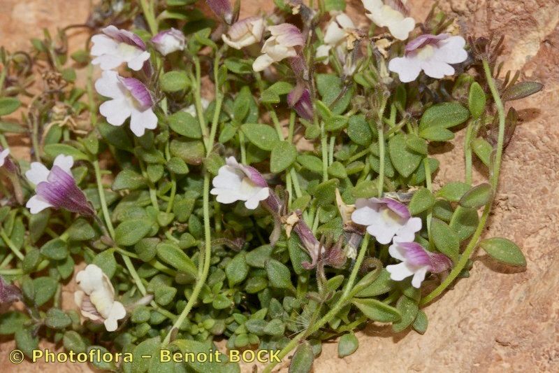 Chaenorhinum flexuosum — related species from the same genus