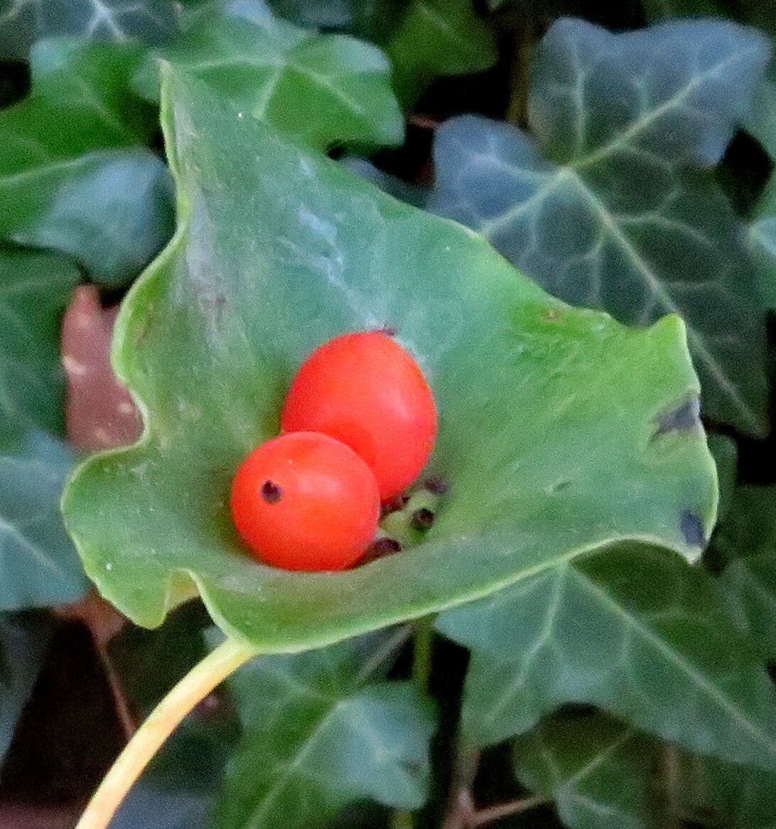 Euphorbia variabilis fruit
