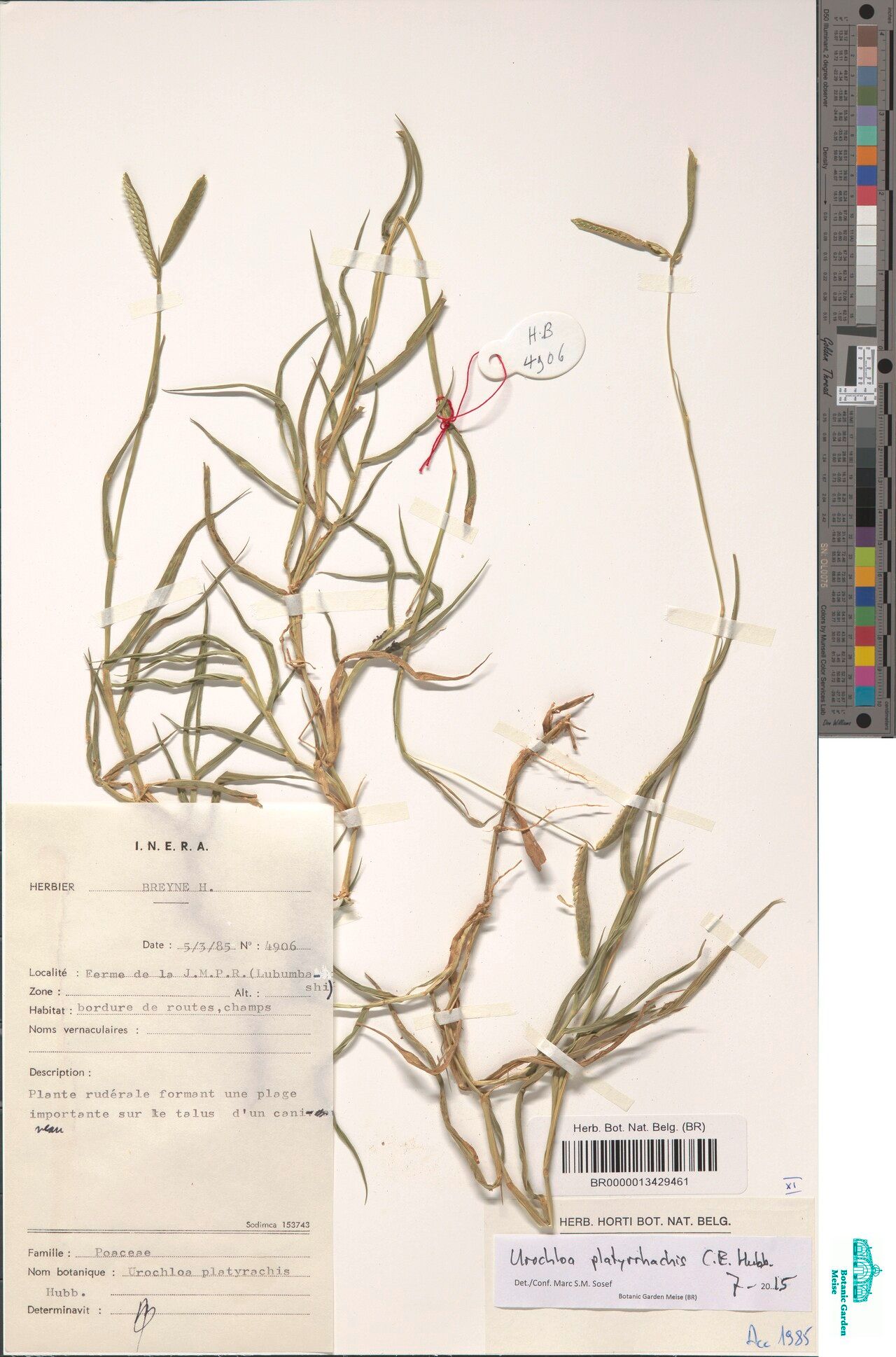 Urochloa platyrrhachis — houseplant care guide