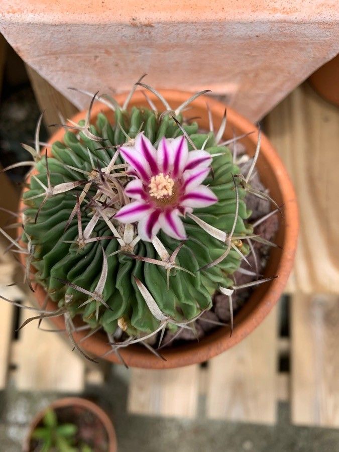Stenocactus multicostatus flower