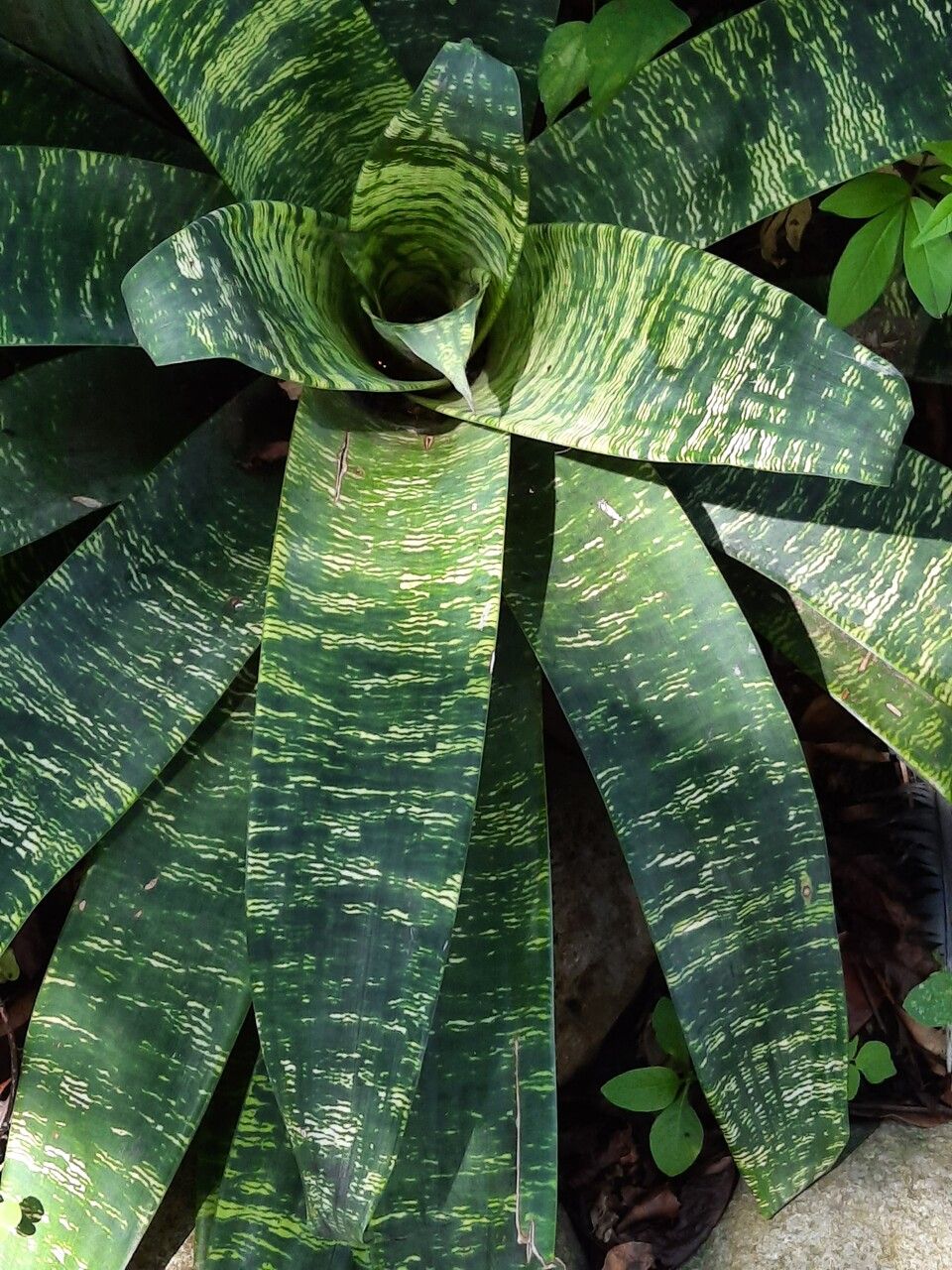 Vriesea gigantea — search result for 'Vriesea'