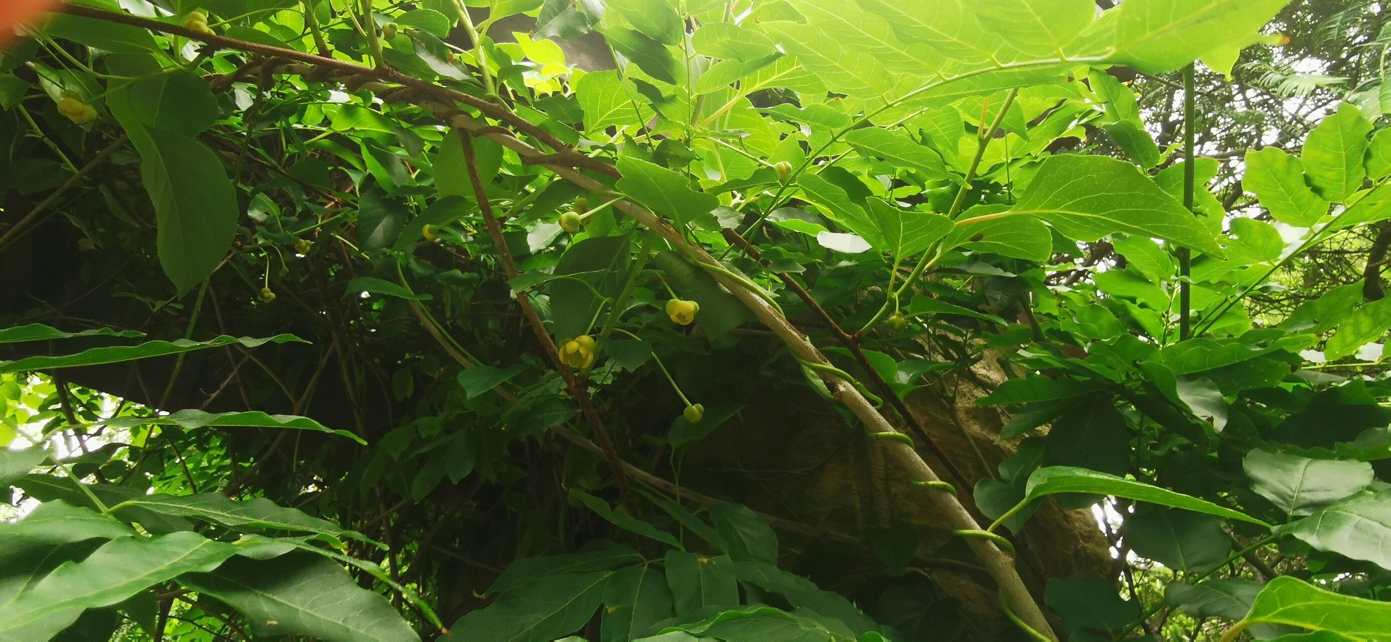 Schisandra sphenanthera flower