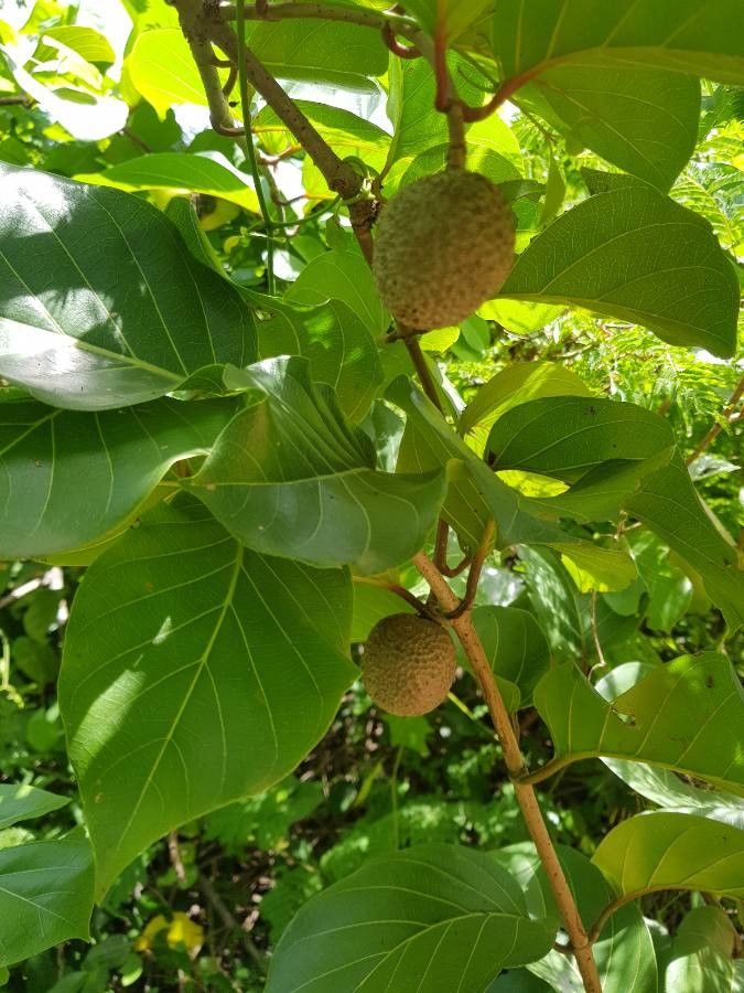 Sarcocephalus latifolius fruit