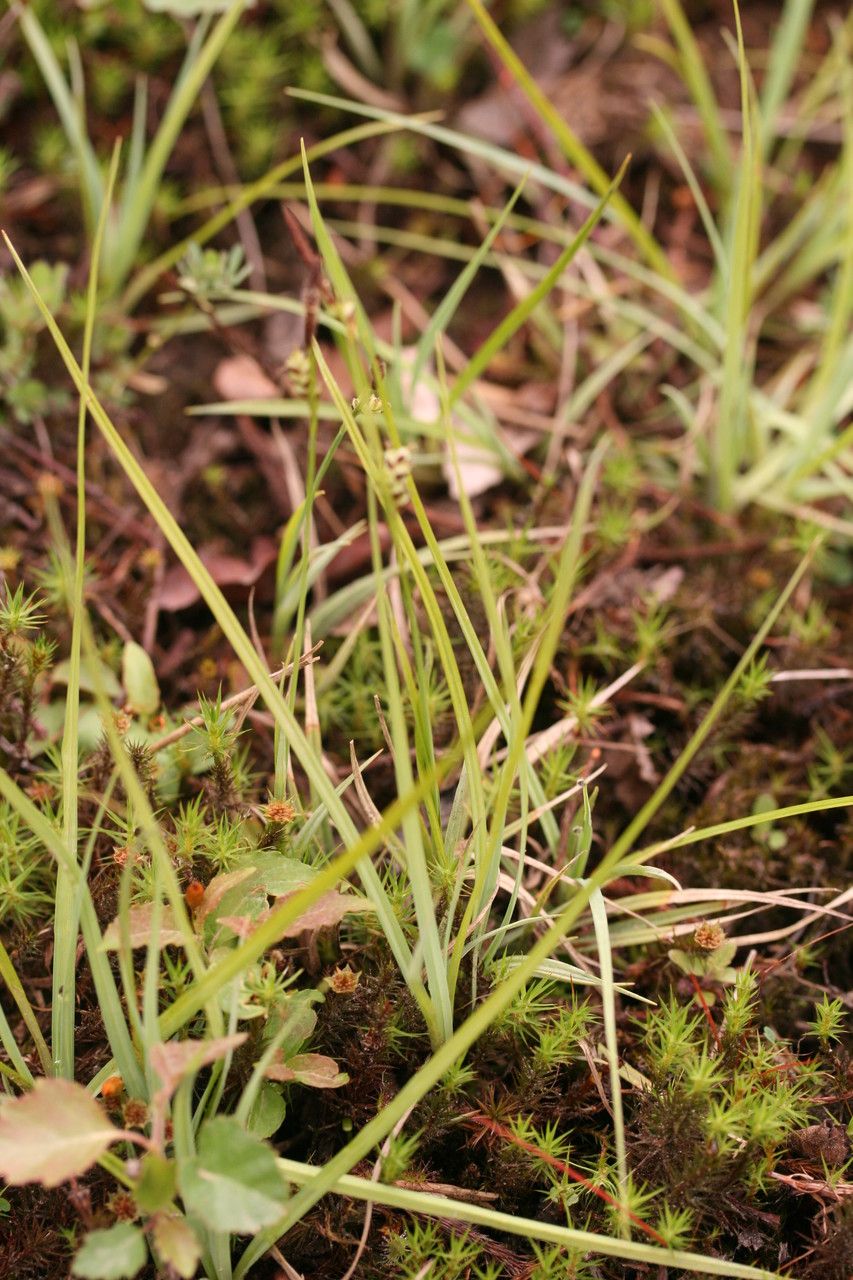 Carex pilulifera