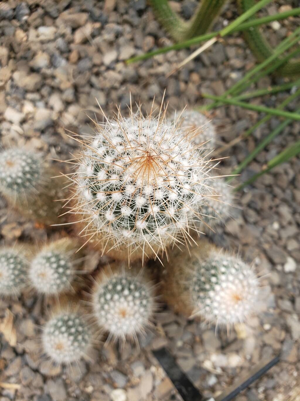 Mammillaria guerreronis — houseplant care guide