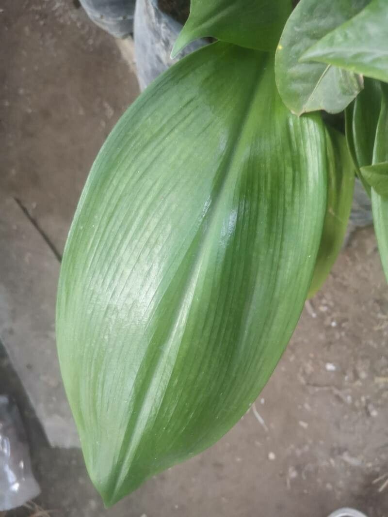 Eucharis × grandiflora leaf