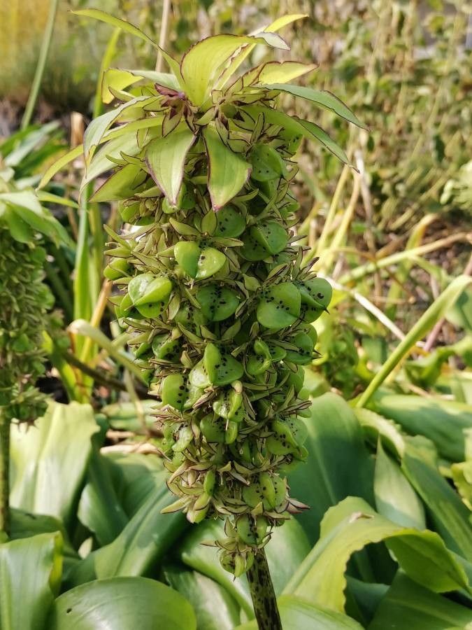 Eucomis bicolor fruit