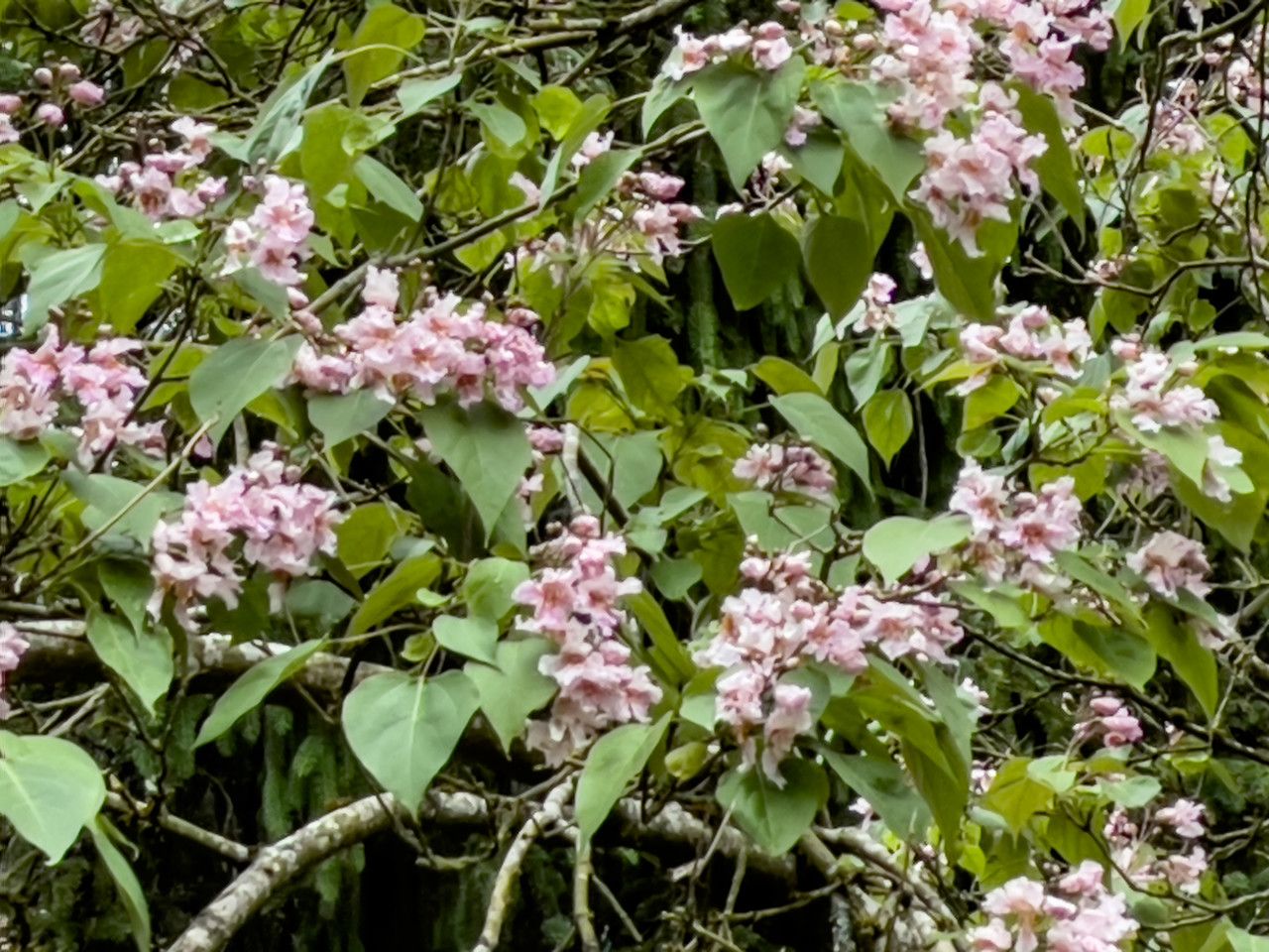Catalpa fargesii flower