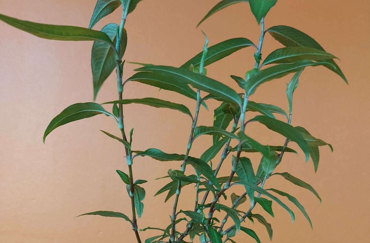 Persicaria odorata leaf