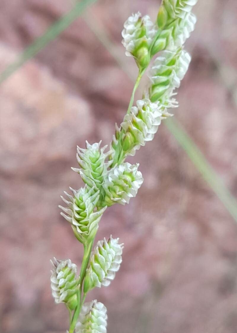 Chascolytrum subaristatum flower