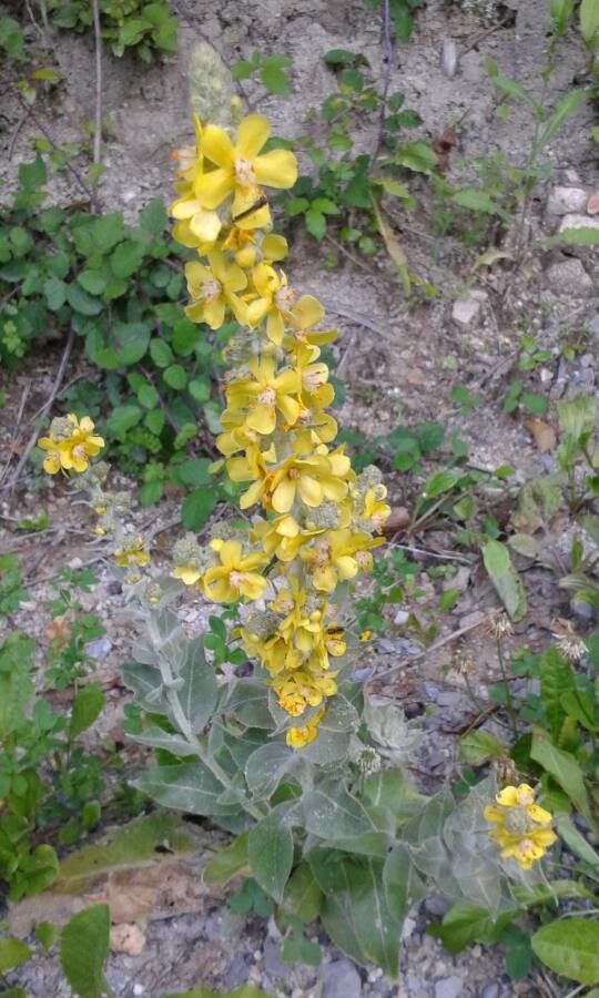 Verbascum lychnitis flower