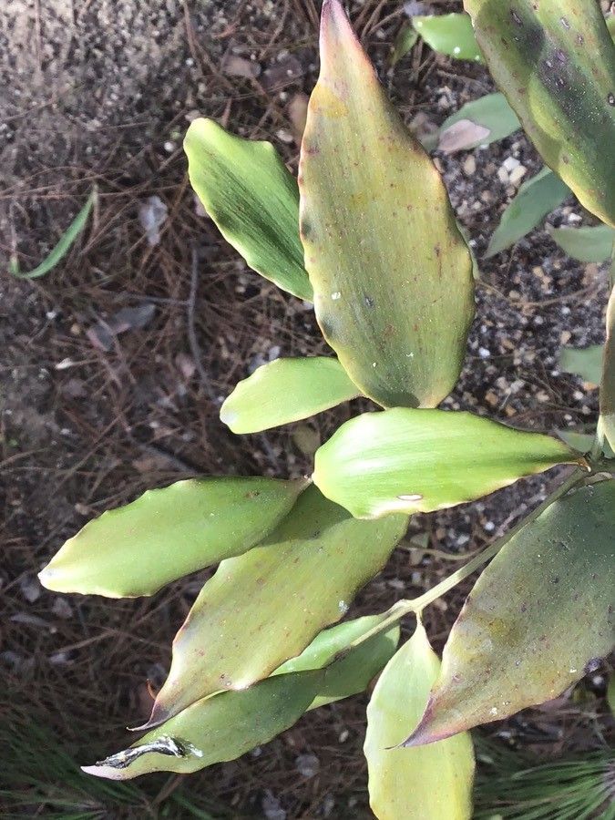 Agathis robusta leaf