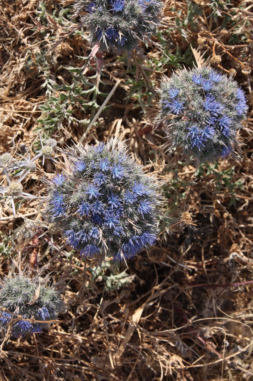 Cardopatium amethystinum flower