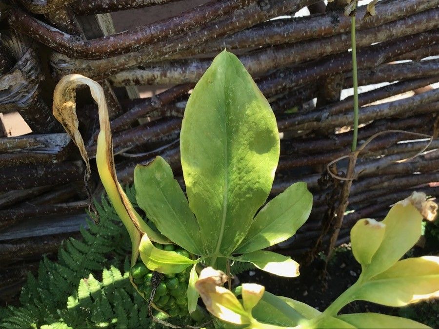 Dracunculus canariensis — related species from the same genus