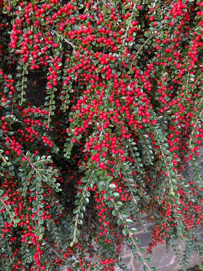 Cotoneaster nanshan fruit