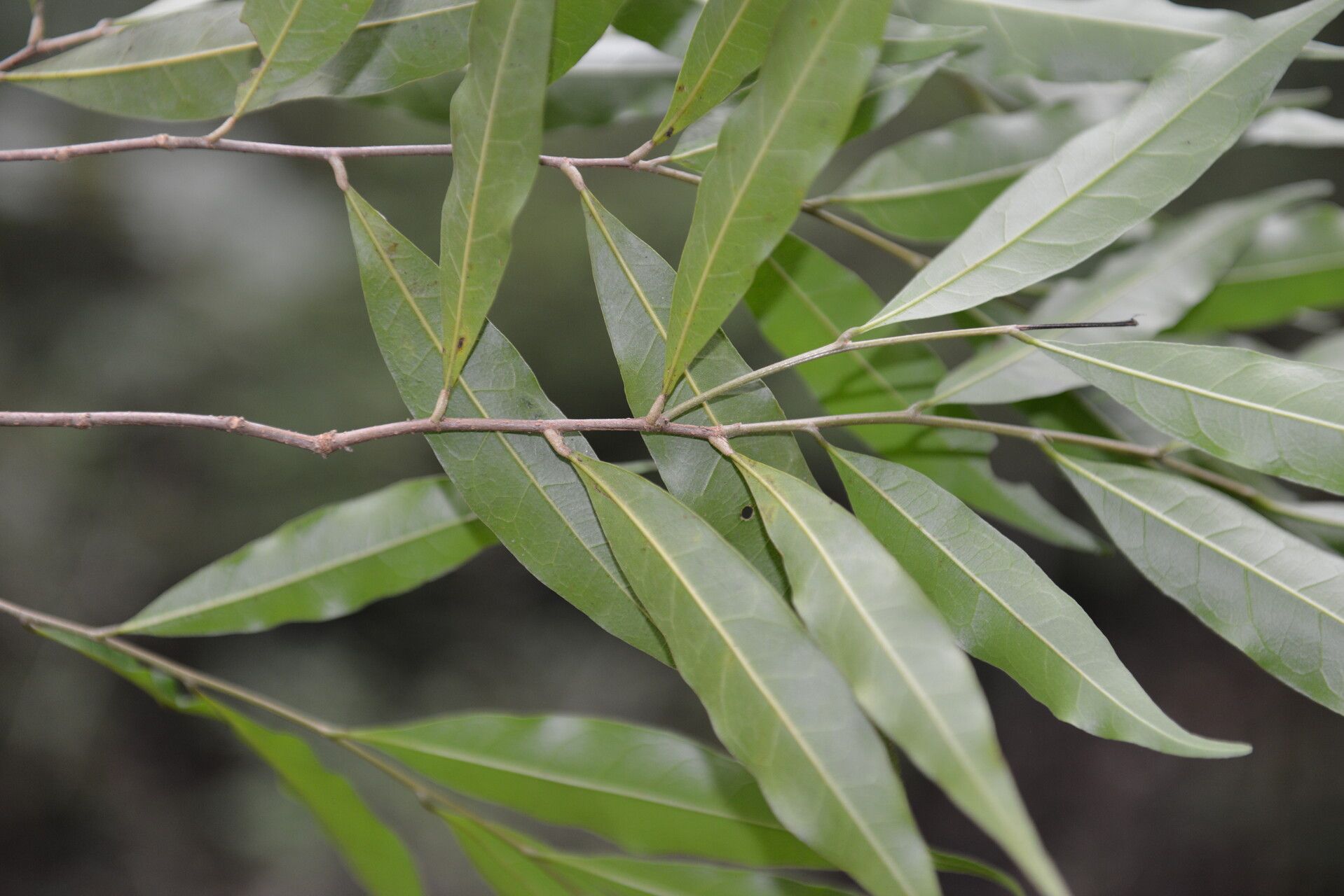 Dichapetalum morenoi leaf