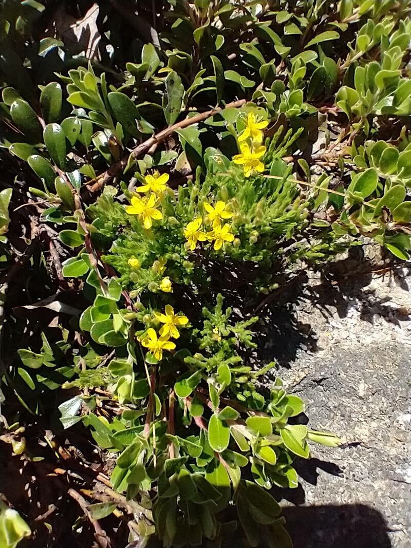 Hudsonia ericoides flower