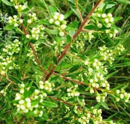 Lechea mucronata — houseplant care guide