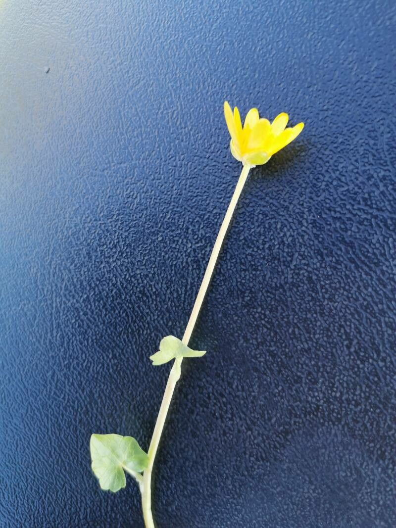 Ranunculus californicus habit