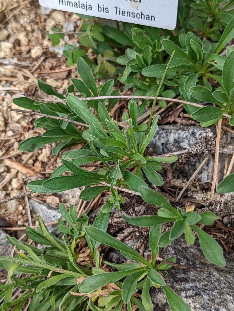 Aster flaccidus — houseplant care guide