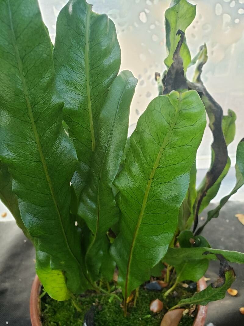 Lepisorus bicolor — related species from the same genus