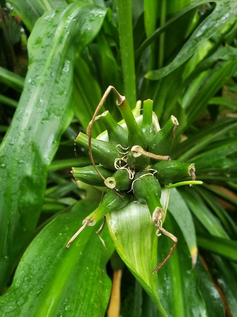 Crinum moorei fruit
