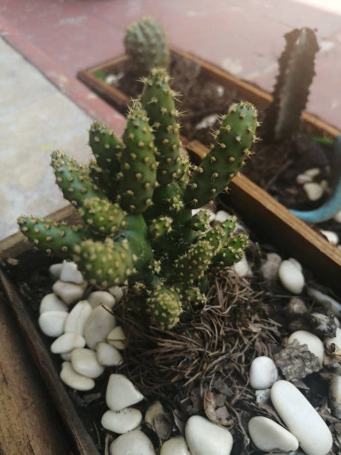 Austrocylindropuntia verschaffeltii bark