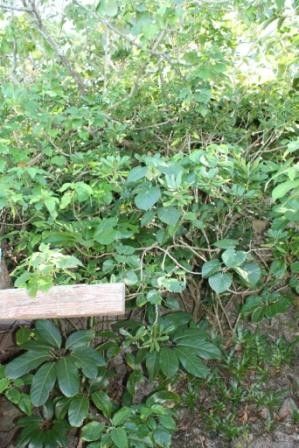 Pittosporum obovatum habit
