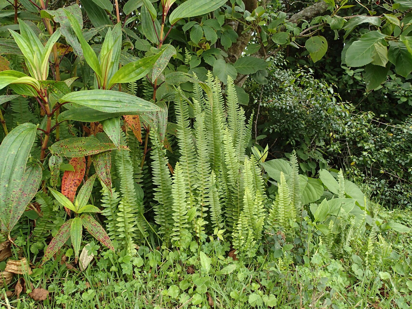 Nephrolepis undulata habit