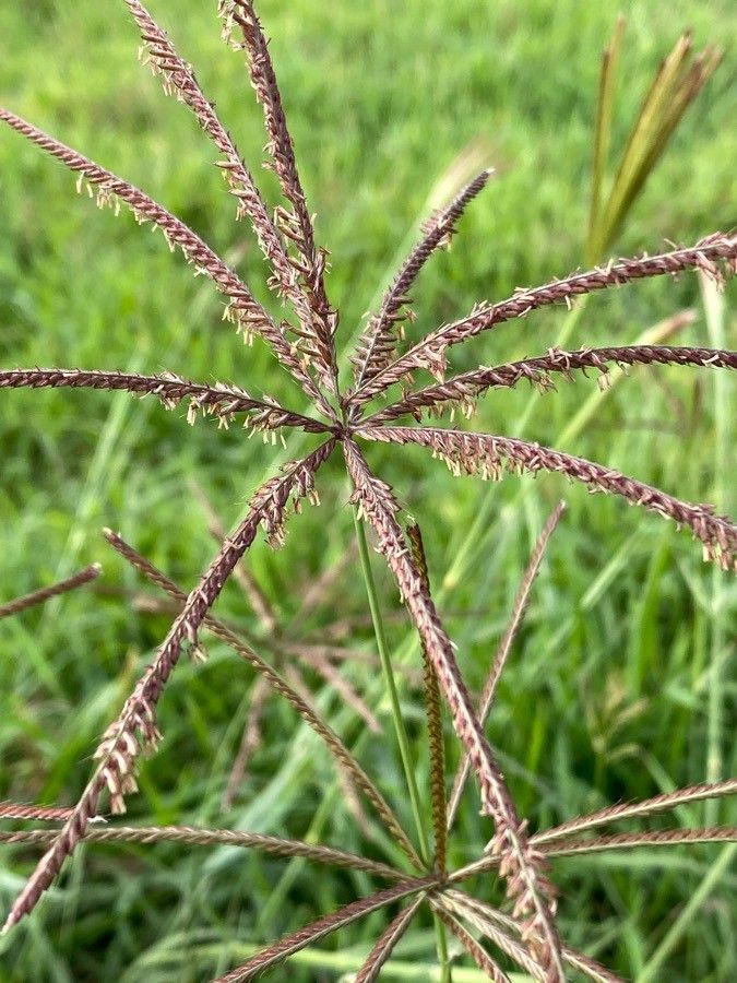 Chloris gayana flower