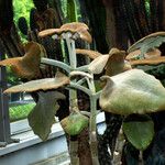 Kalanchoe beharensis