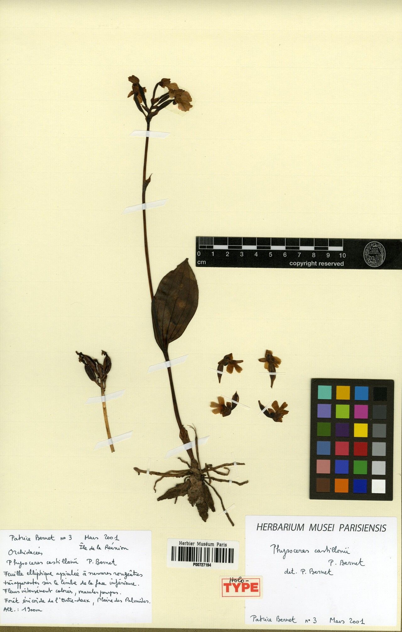 Cynorkis castillonii — houseplant care guide