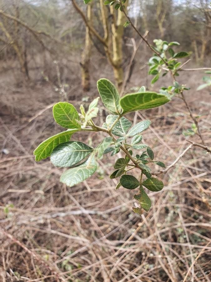 Searsia tenuinervis — houseplant care guide