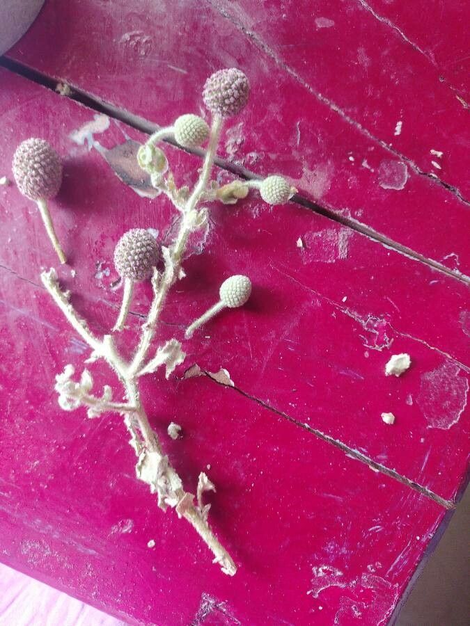 Sphaeranthus indicus fruit